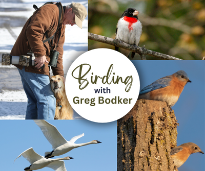 Birding with Greg Bodker